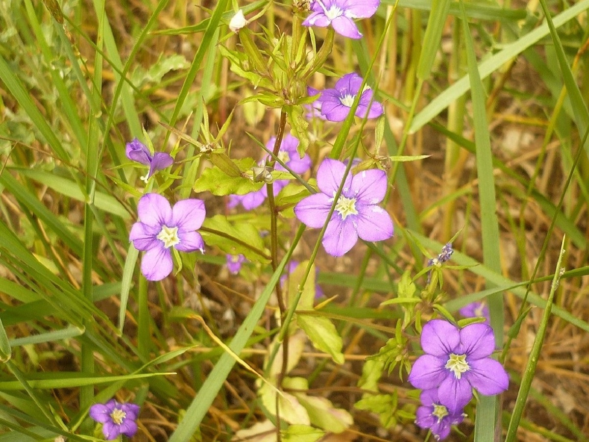Legousia speculum-veneris (Campanulaceae)